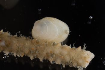 Media type: image;   Malacology 393892